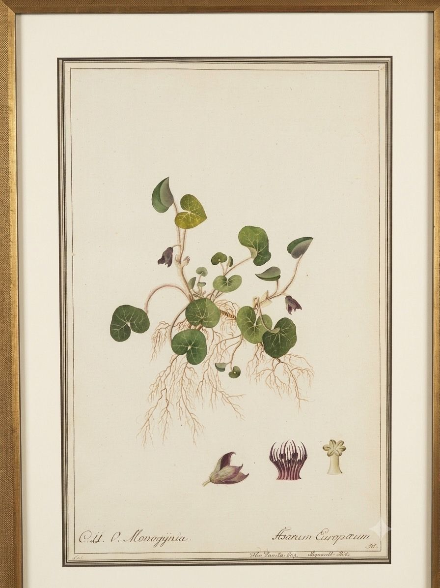Set 0f 6 Watercolor Botanicals in New Frames
