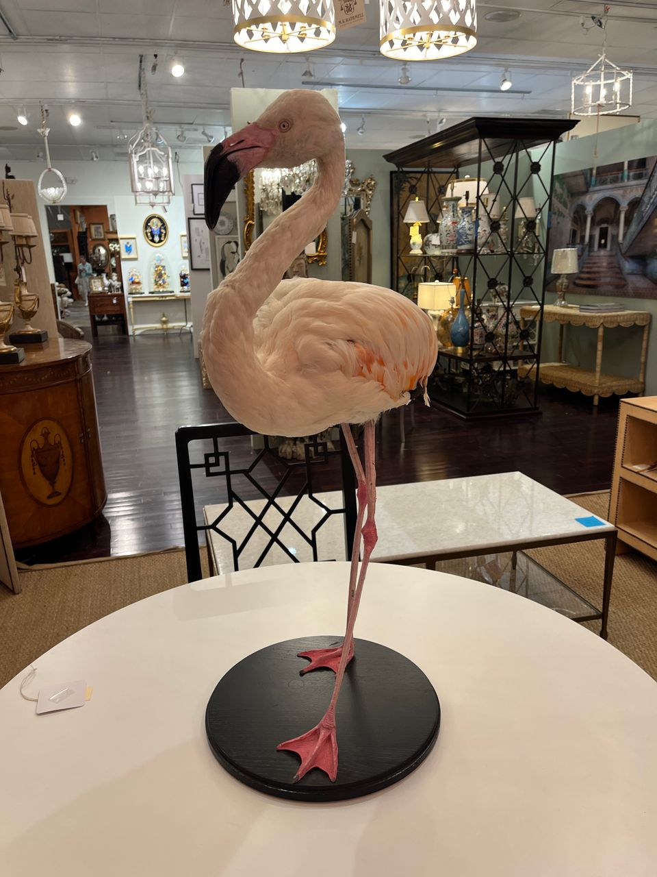 French Antique Flamingo Taxidermy