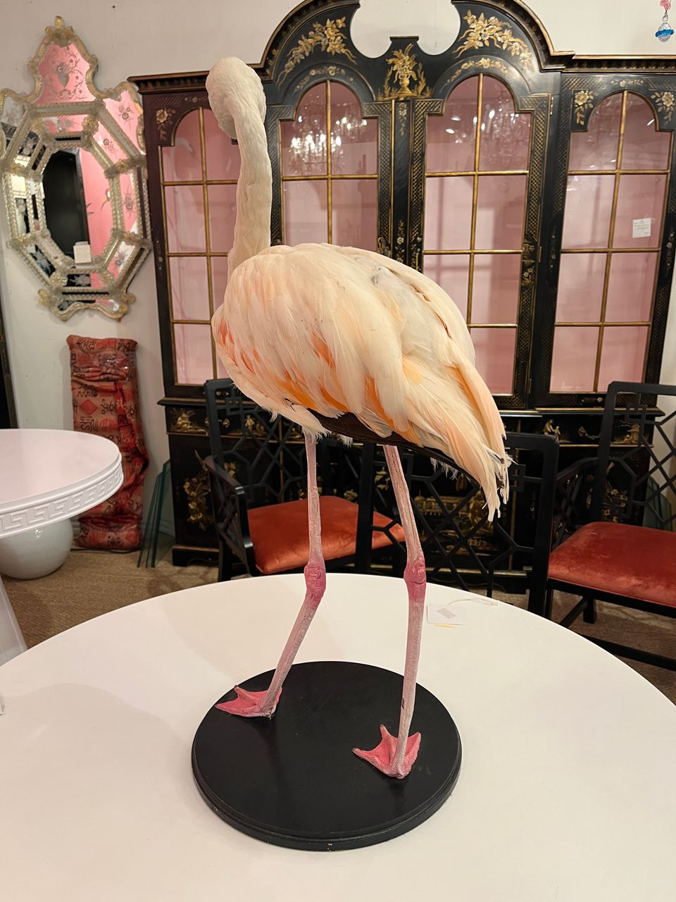 French Antique Flamingo Taxidermy