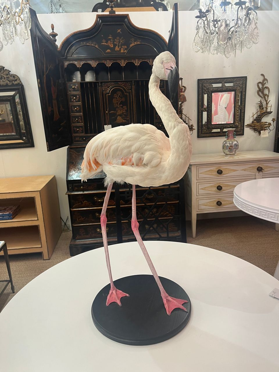 French Antique Flamingo Taxidermy