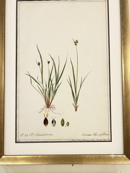 Set 0f 6 Watercolor Botanicals in New Frames