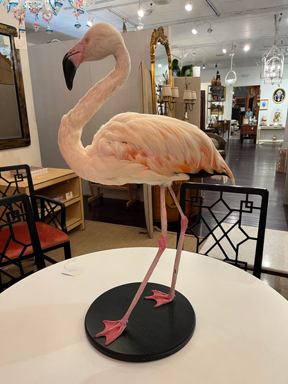 French Antique Flamingo Taxidermy