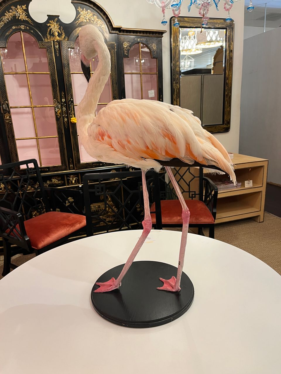 French Antique Flamingo Taxidermy