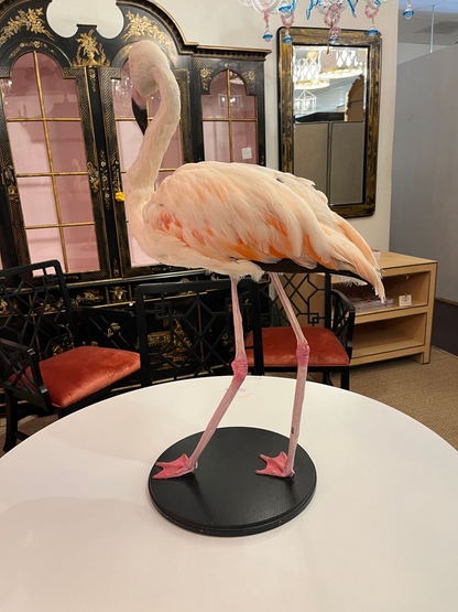 French Antique Flamingo Taxidermy