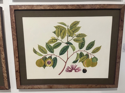Fruit Botanicals in Burlwood Frames (4 available)