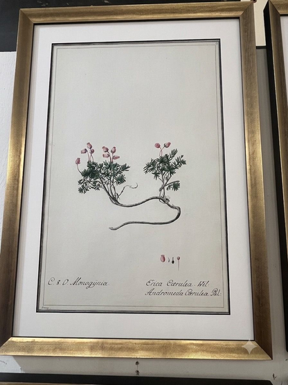 Set 0f 6 Watercolor Botanicals in New Frames