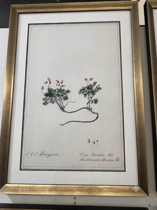 Set 0f 6 Watercolor Botanicals in New Frames