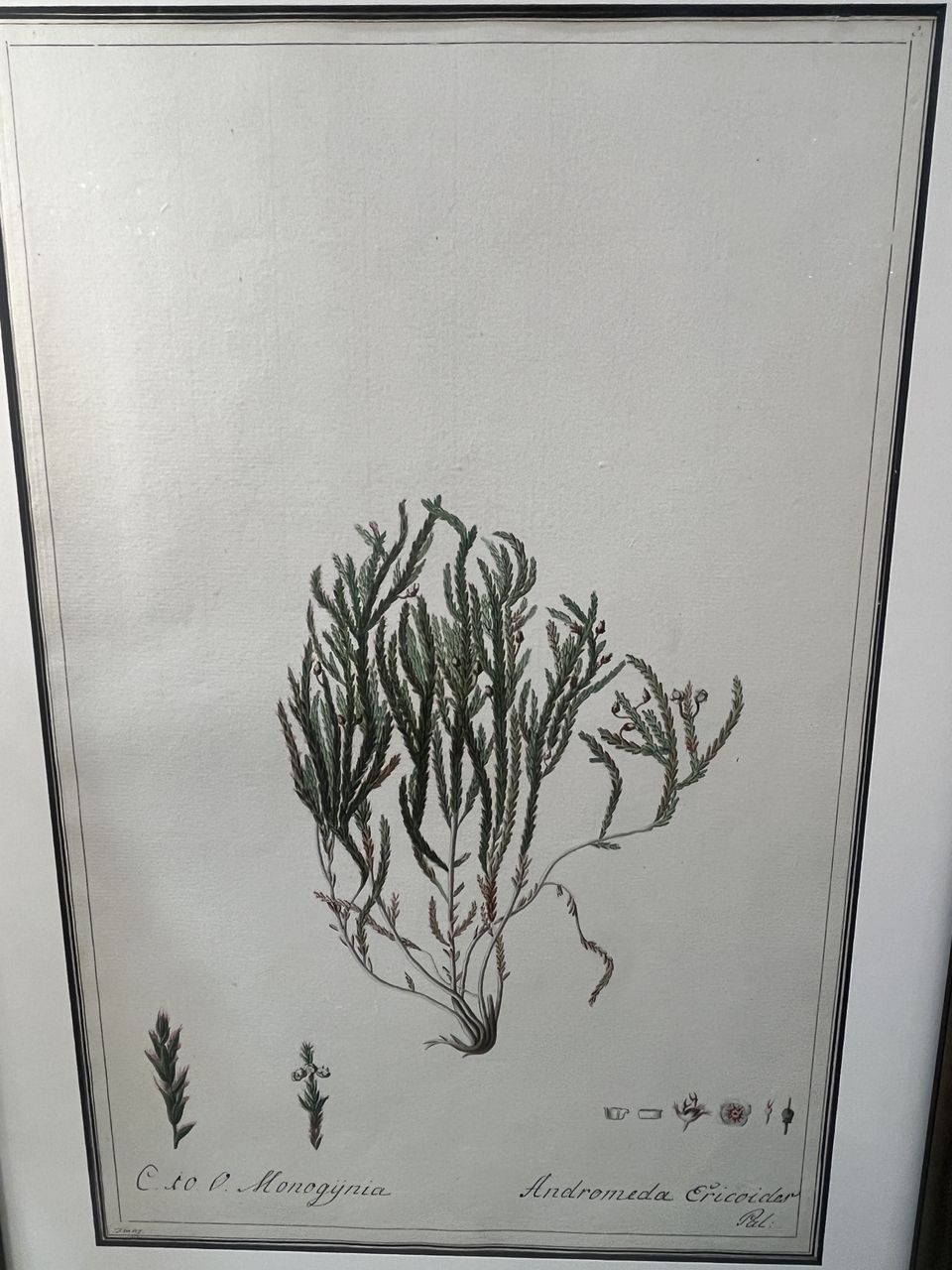 Set 0f 6 Watercolor Botanicals in New Frames