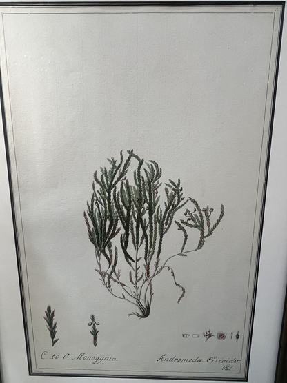 Set 0f 6 Watercolor Botanicals in New Frames