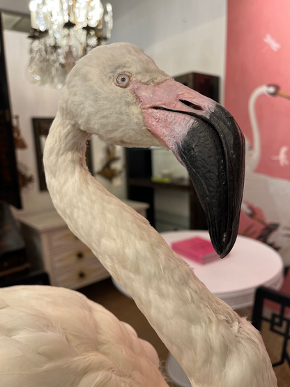 French Antique Flamingo Taxidermy