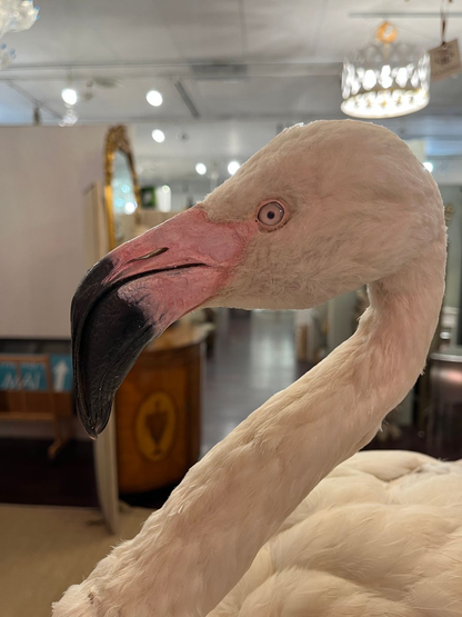 French Antique Flamingo Taxidermy