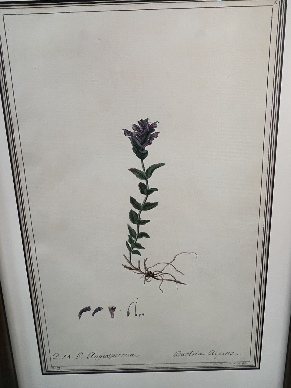 Set 0f 6 Watercolor Botanicals in New Frames