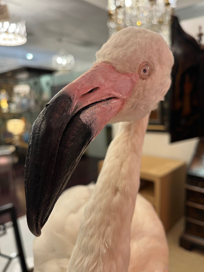 French Antique Flamingo Taxidermy