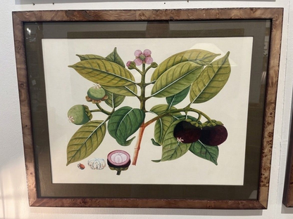 Fruit Botanicals in Burlwood Frames (4 available)