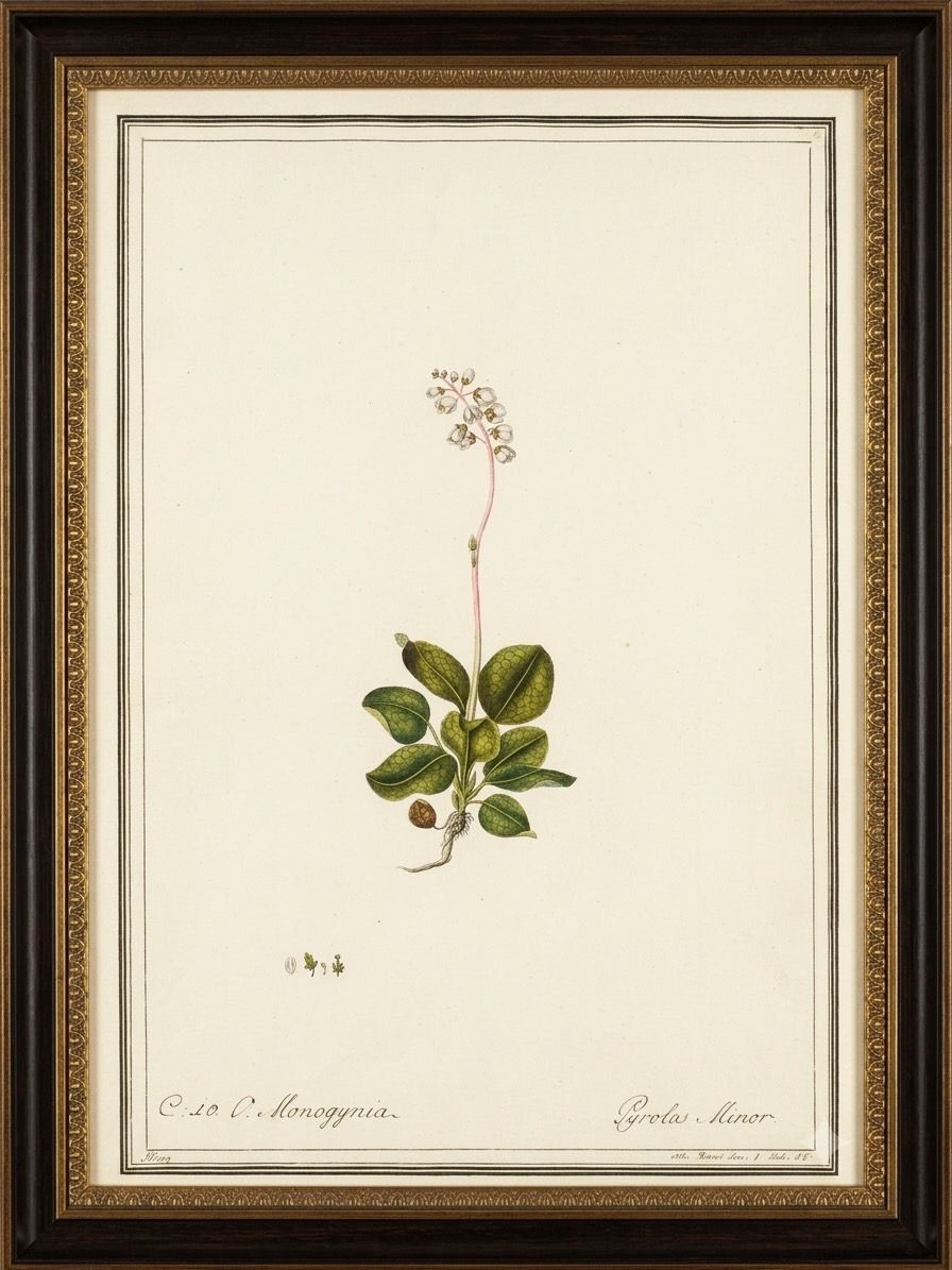 Set 0f 6 Watercolor Botanicals in New Frames