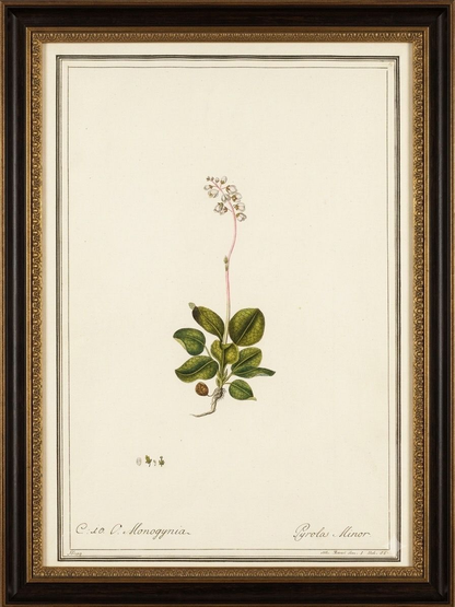 Set 0f 6 Watercolor Botanicals in New Frames