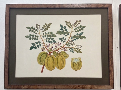 Fruit Botanicals in Burlwood Frames (4 available)