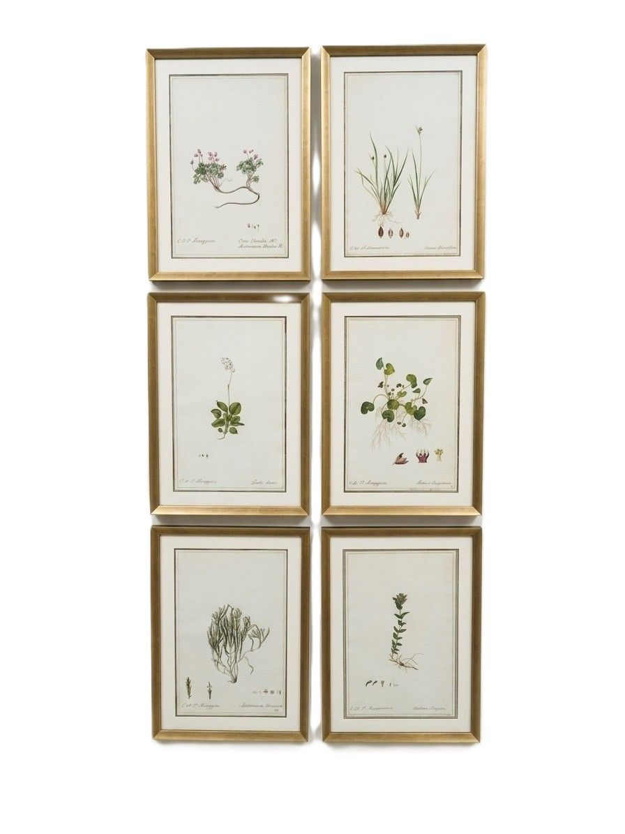 Set 0f 6 Watercolor Botanicals in New Frames