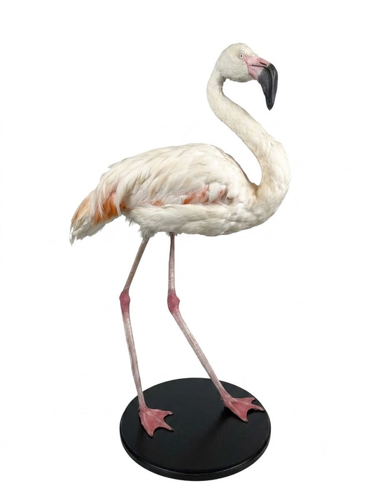 French Antique Flamingo Taxidermy
