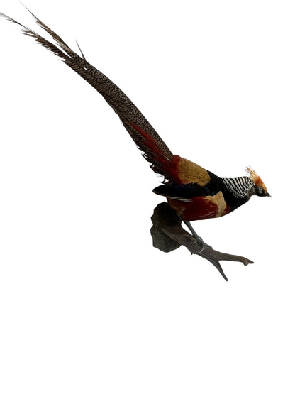 Mounted Golden & Lady Amherst Pheasant Hybrid
