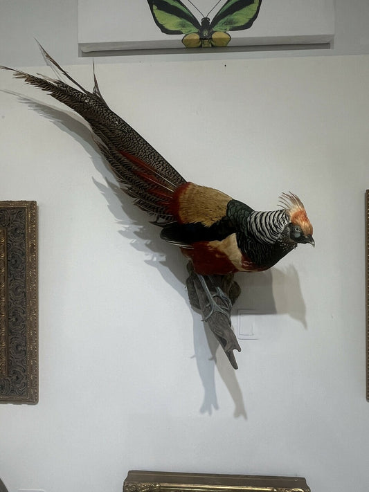 Mounted Golden & Lady Amherst Pheasant Hybrid