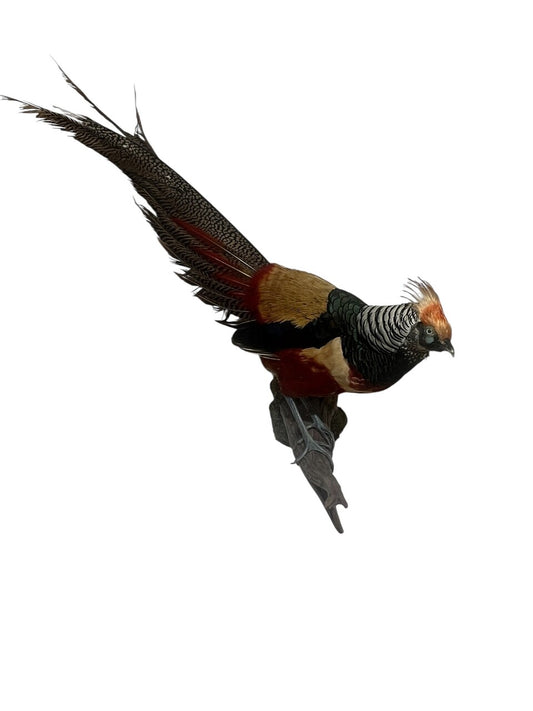 Mounted Golden & Lady Amherst Pheasant Hybrid