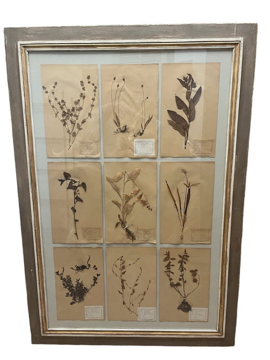 Art Deco Set of 9 Framed Pressed Botanicals