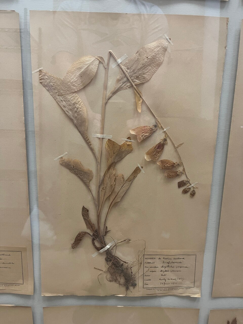 Art Deco Set of 9 Framed Pressed Botanicals
