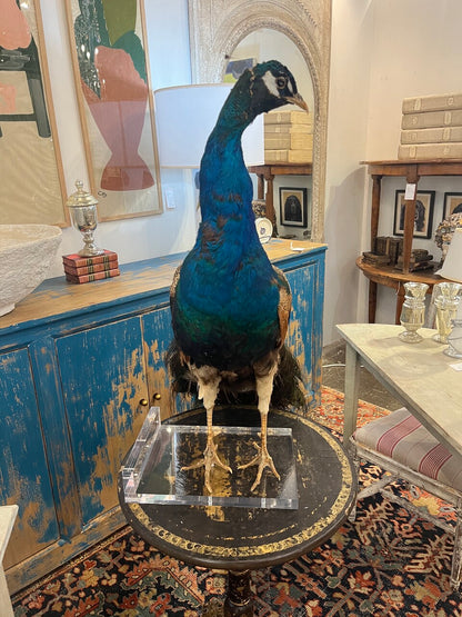 Gorgeous Peacock Taxidermy on Lucite Base