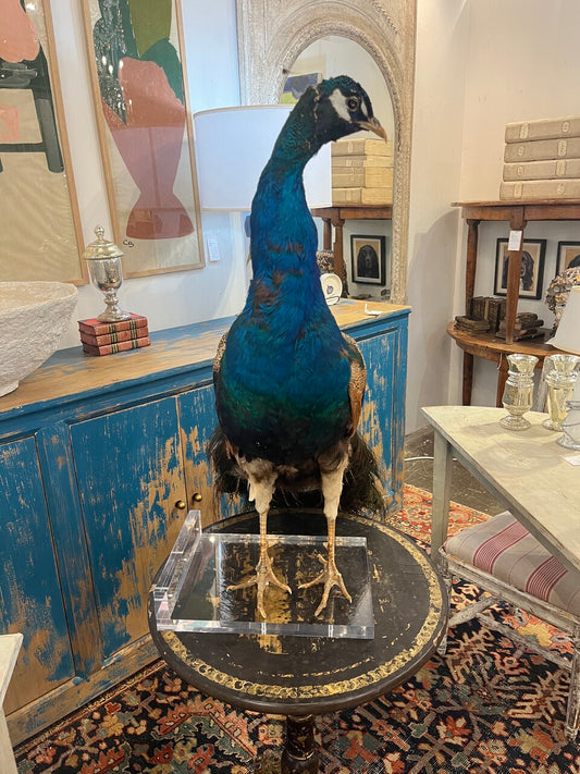 Gorgeous Peacock Taxidermy on Lucite Base