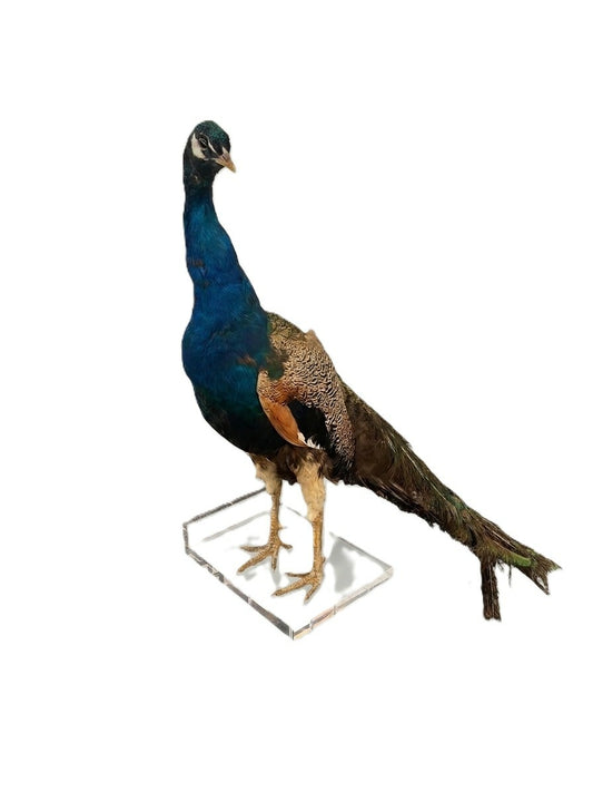Gorgeous Peacock Taxidermy on Lucite Base