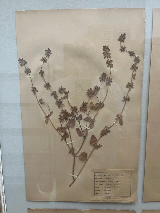Art Deco Set of 9 Framed Pressed Botanicals