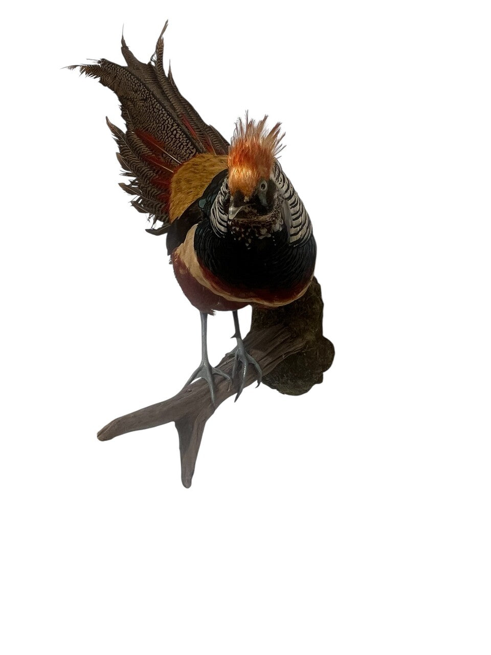 Mounted Golden & Lady Amherst Pheasant Hybrid
