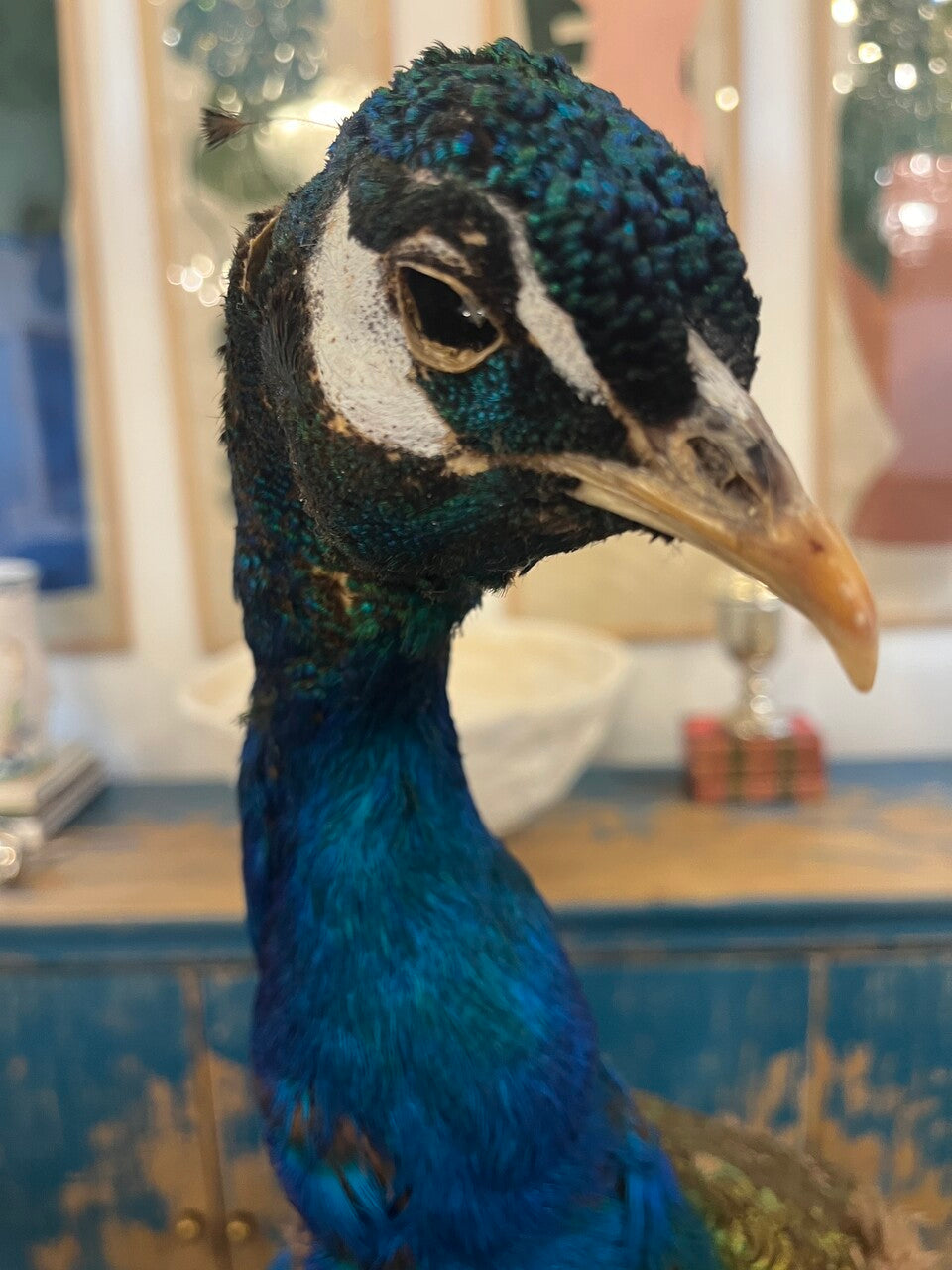 Gorgeous Peacock Taxidermy on Lucite Base