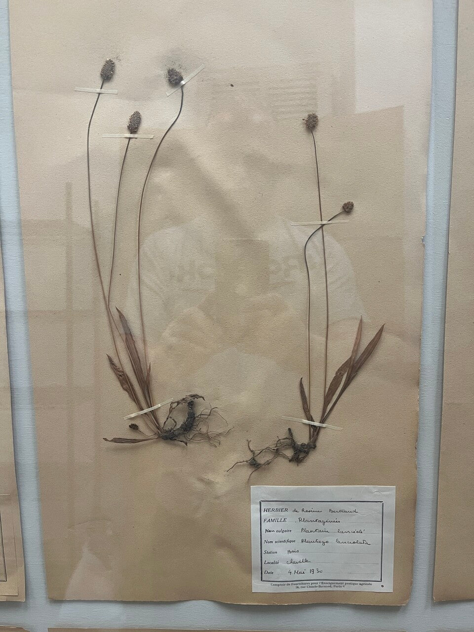 Art Deco Set of 9 Framed Pressed Botanicals