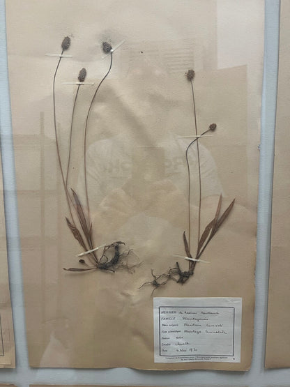 Art Deco Set of 9 Framed Pressed Botanicals