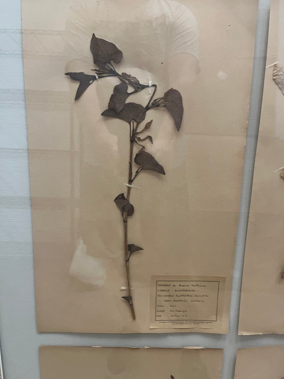 Art Deco Set of 9 Framed Pressed Botanicals