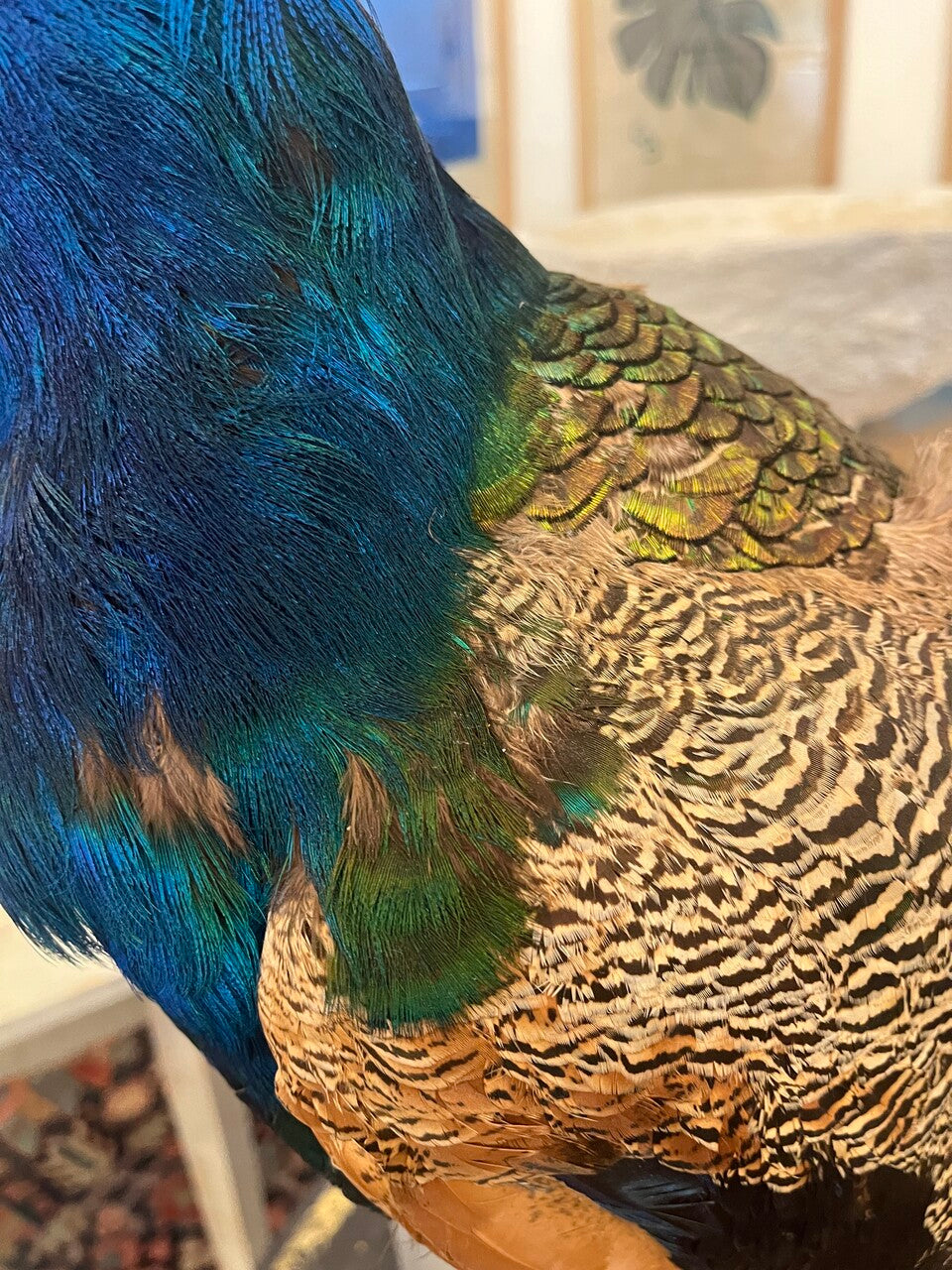 Gorgeous Peacock Taxidermy on Lucite Base