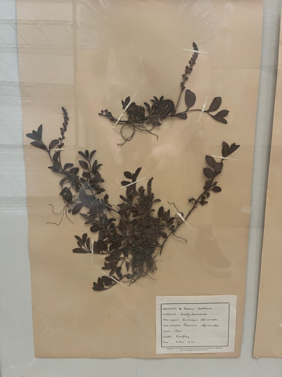 Art Deco Set of 9 Framed Pressed Botanicals