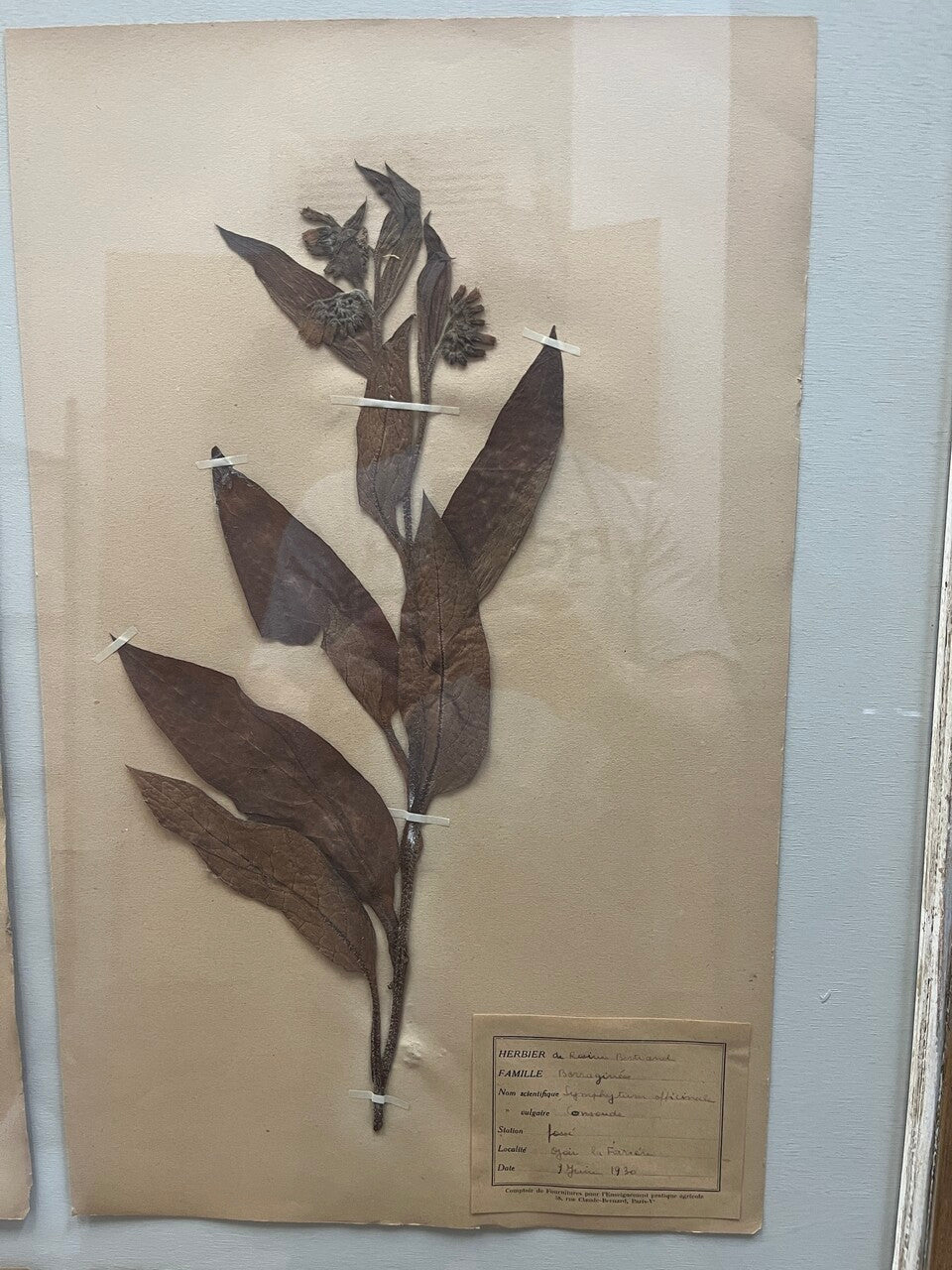 Art Deco Set of 9 Framed Pressed Botanicals
