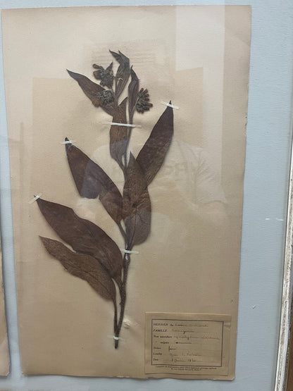 Art Deco Set of 9 Framed Pressed Botanicals