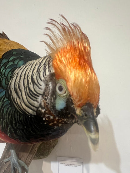 Mounted Golden & Lady Amherst Pheasant Hybrid