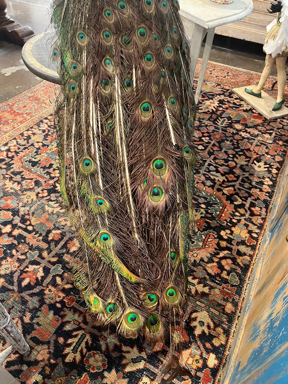 Gorgeous Peacock Taxidermy on Lucite Base