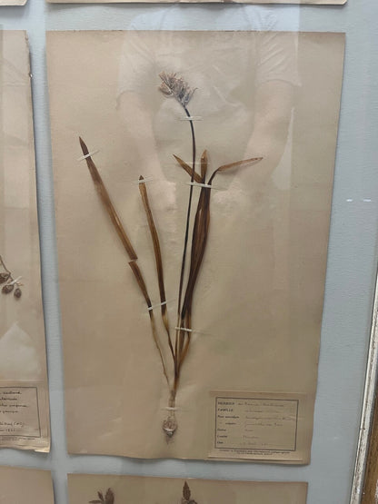 Art Deco Set of 9 Framed Pressed Botanicals