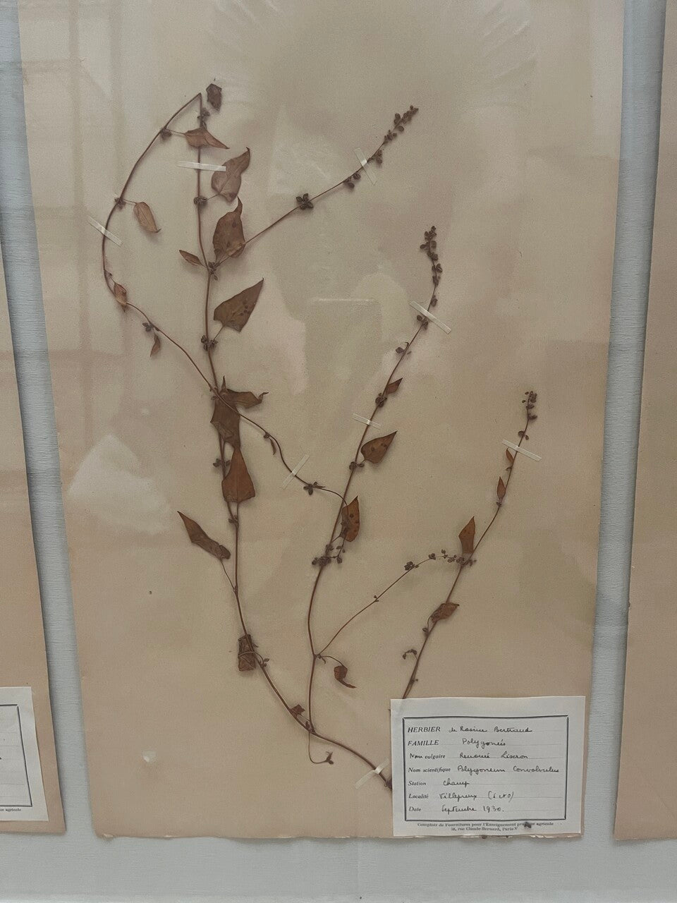 Art Deco Set of 9 Framed Pressed Botanicals