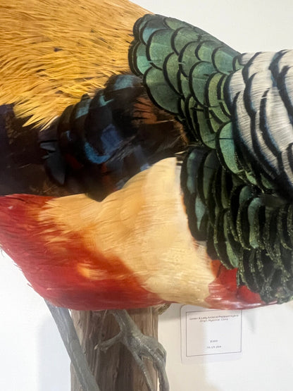 Mounted Golden & Lady Amherst Pheasant Hybrid
