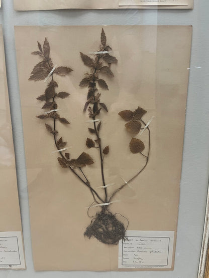Art Deco Set of 9 Framed Pressed Botanicals
