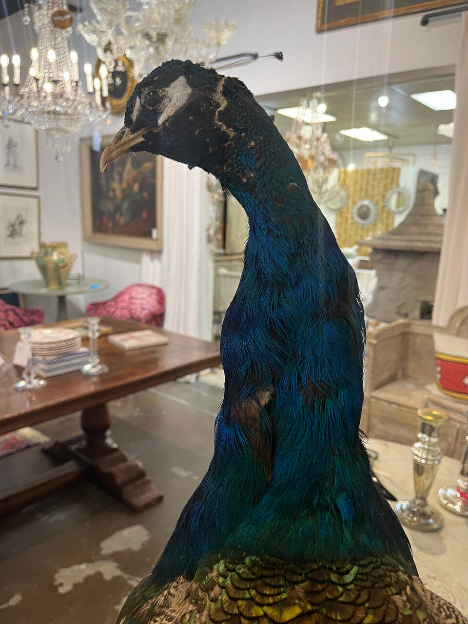 Gorgeous Peacock Taxidermy on Lucite Base