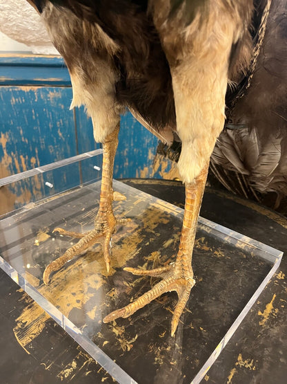 Gorgeous Peacock Taxidermy on Lucite Base