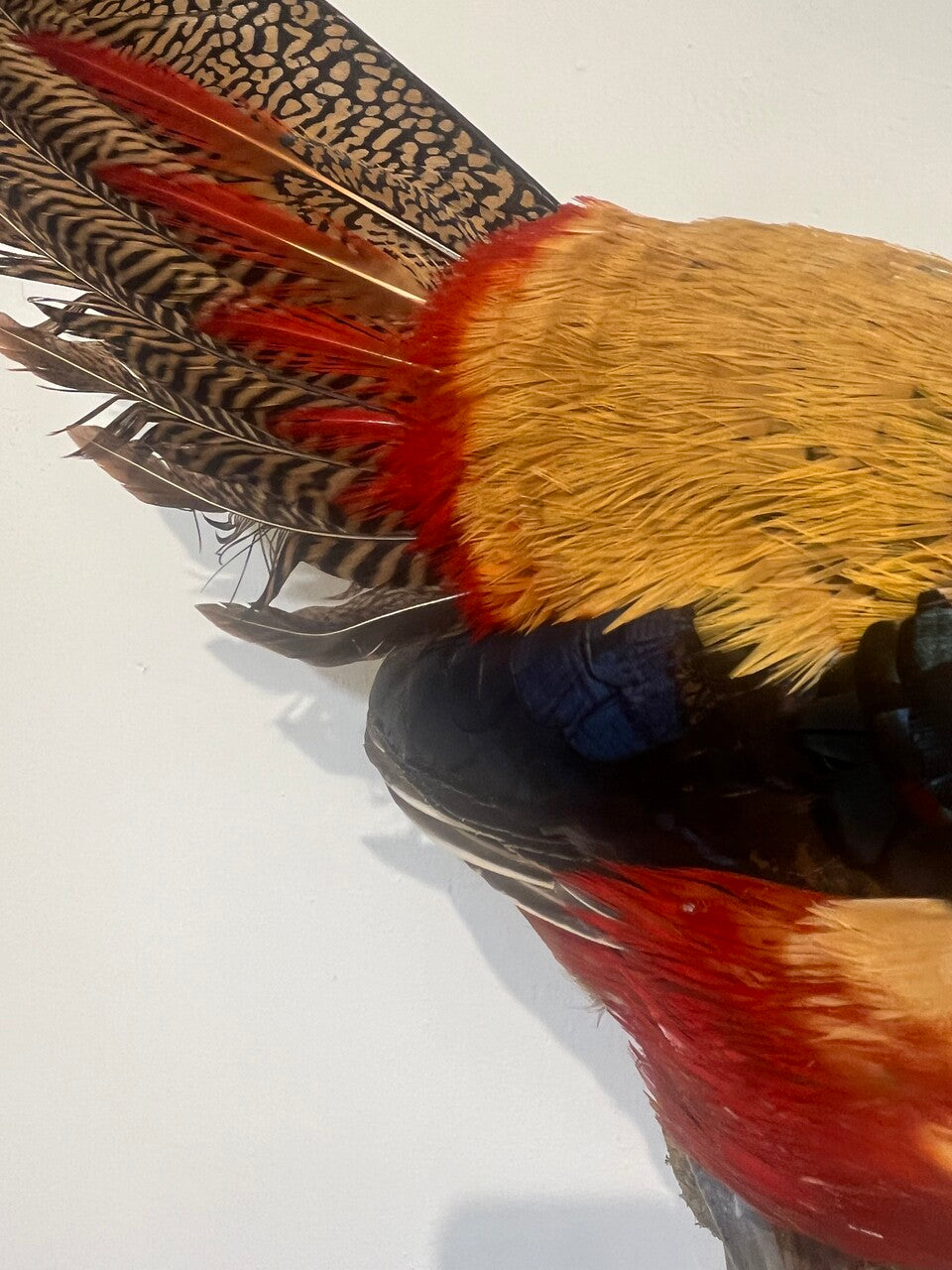 Mounted Golden & Lady Amherst Pheasant Hybrid